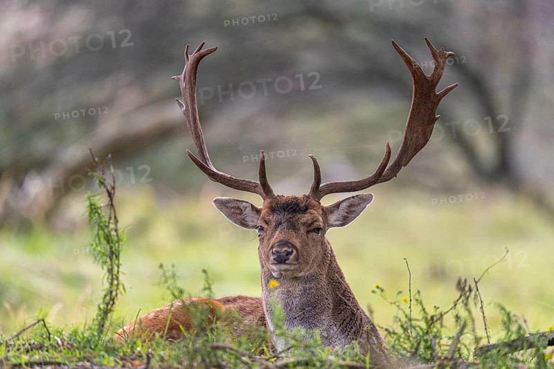 Fallow deer (dama dama), male, deer, Zandvoort, North Holland, Netherlands
