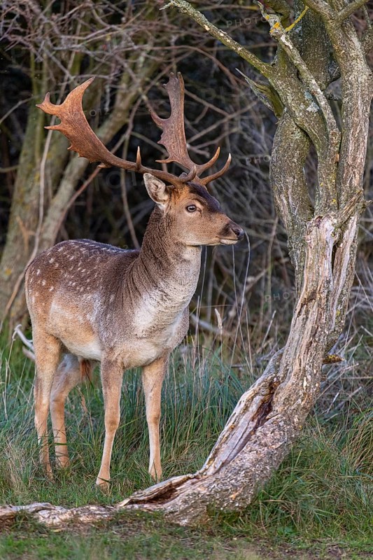 Fallow deer (dama dama), male, deer, Zandvoort, North Holland, Netherlands