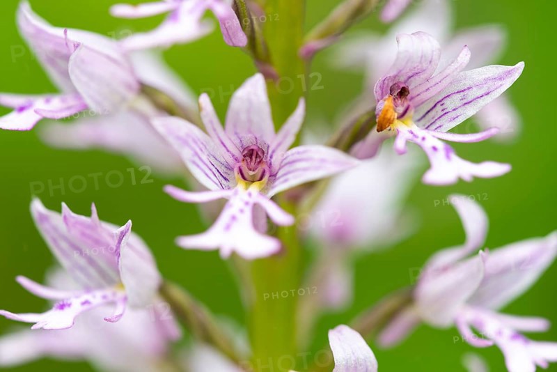 Helm's-orchid (Orchis militaris), Leutra, Jena, Thuringia, Germany