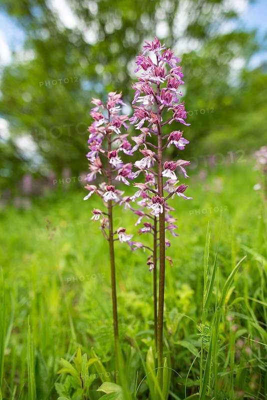 Purple Orchid (Orchis purpurea), Leutra, Jena, Thuringia, Germany
