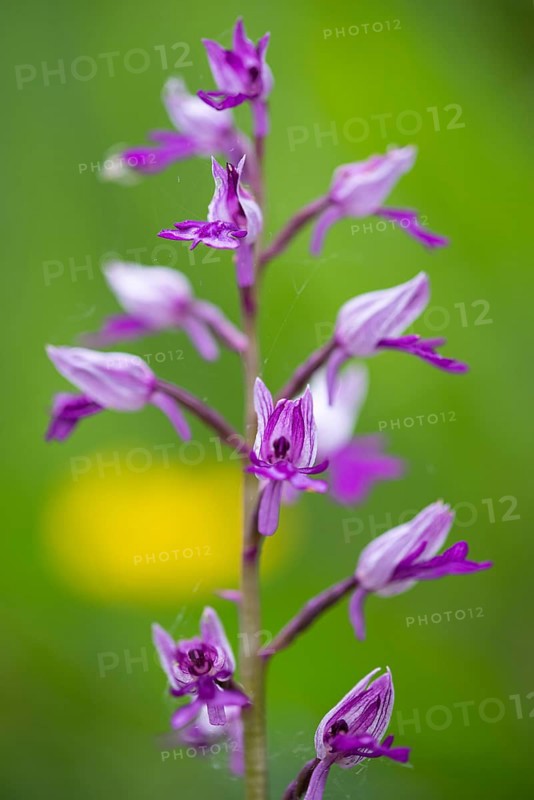 Helm's-orchid (Orchis militaris), Leutra, Jena, Thuringia, Germany