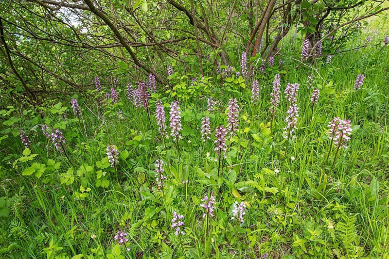 Purple Orchid (Orchis purpurea), Leutra, Jena, Thuringia, Germany