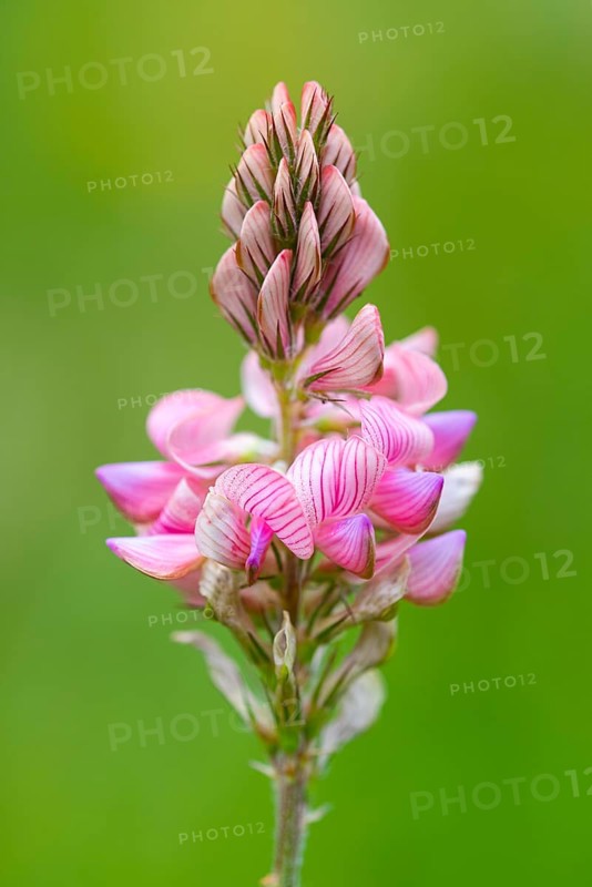 Seed asparagus (Onobrychis viciifolia), Leutra, Jena, Thuringia, Germany