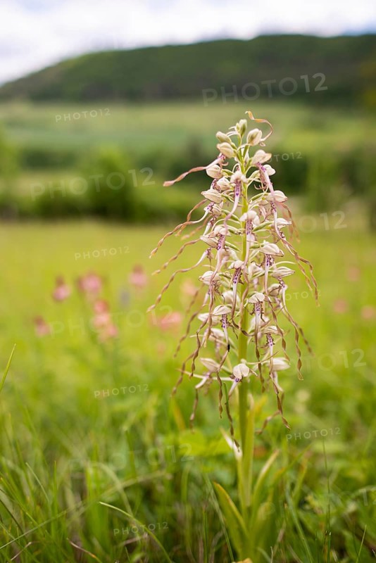 Goat's tongue (Himantoglossum hircinum), Leutra, Jena, Thuringia, Germany