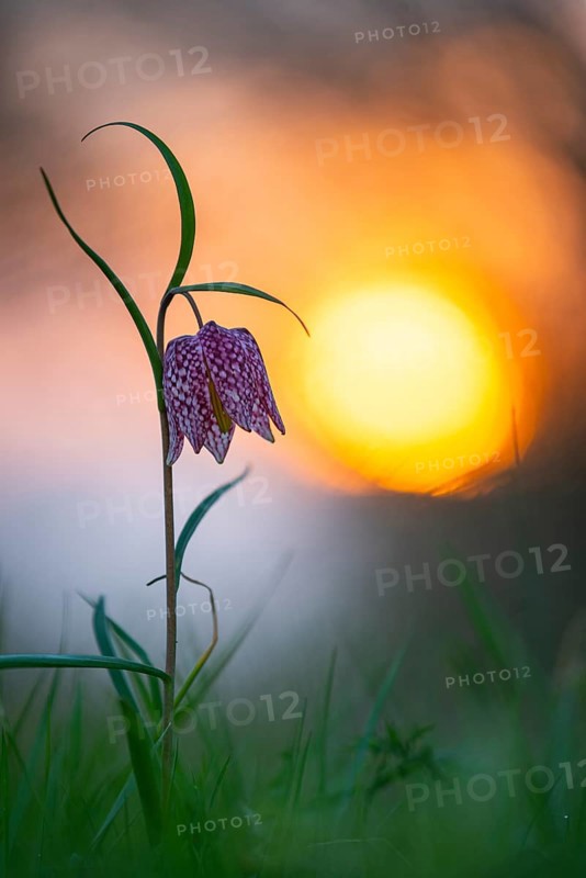 Snake's Head Fritillary (Fritillaria meleagris) at sunrise in a wet meadow in spring, Berne, Lower Saxony, Germany