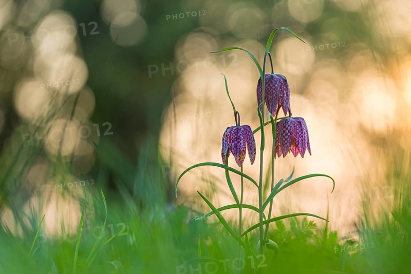 Snake's Head Fritillary (Fritillaria meleagris) in a wet meadow in spring, Berne, Lower Saxony, Germany