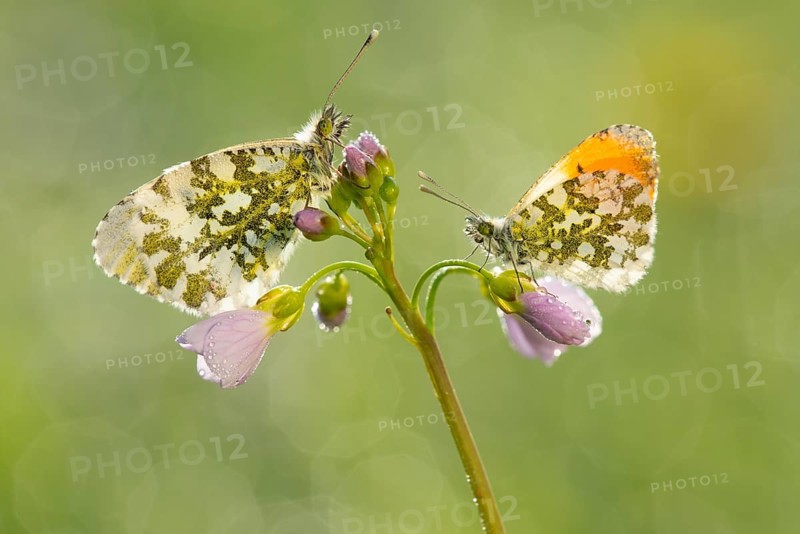 Aurora butterfly (Anthocharis cardamines) on meadow foamwort at sunset in spring, butterfly, Telbrake, Vechta, Lower Saxony, Germany