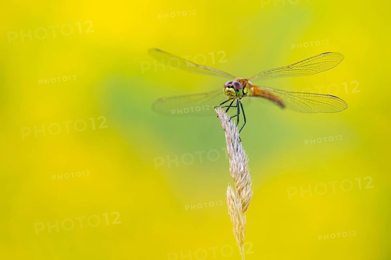 Marsh dragonfly (Sympetrum depressiusculum), Ahlhorn, Lower Saxony, Germany