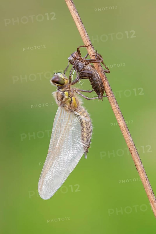 Methamorphosis of a four-spot (Libellula quadrimaculata), dragonfly, Oldenburger Münsterland, moor, lake, Goldenstedt, Lower Saxony, Germany
