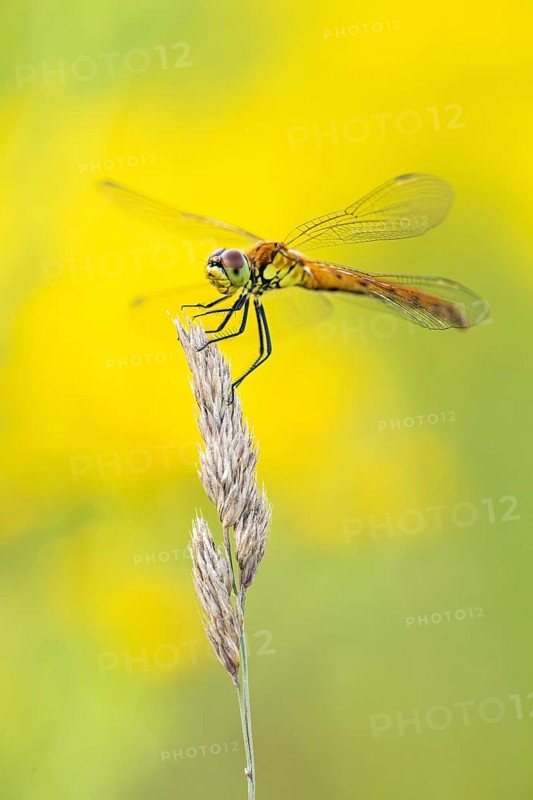 Marsh dragonfly (Sympetrum depressiusculum), Ahlhorn, Lower Saxony, Germany