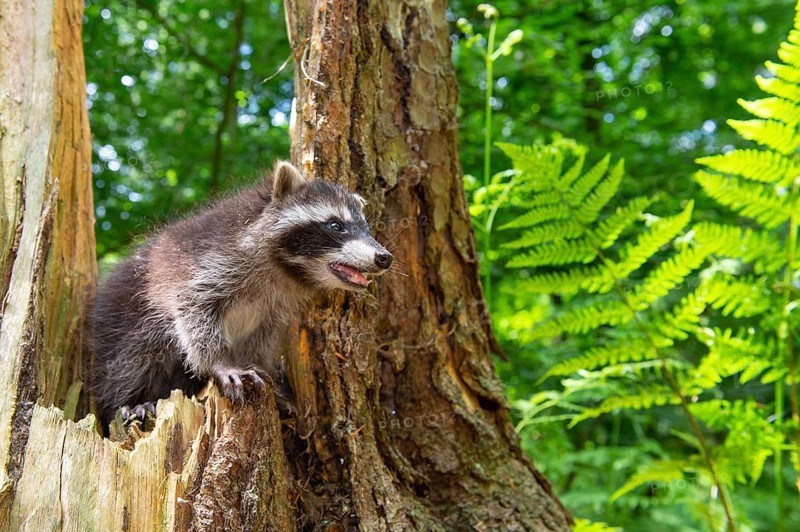 Young raccoon (Procyon lotor) on a discovery tour, Steinhagen, North Rhine-Westphalia, Germany