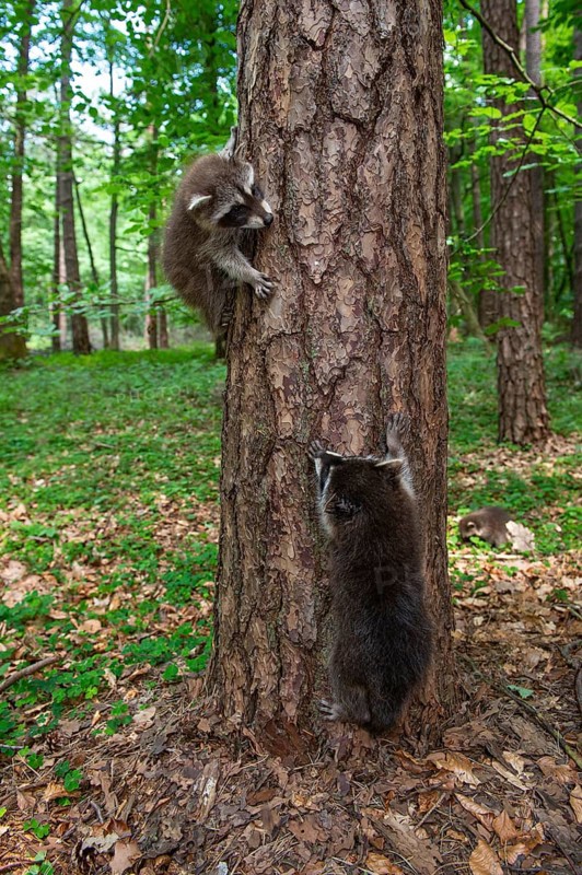 Young raccoon (Procyon lotor) on a discovery tour, Steinhagen, North Rhine-Westphalia, Germany