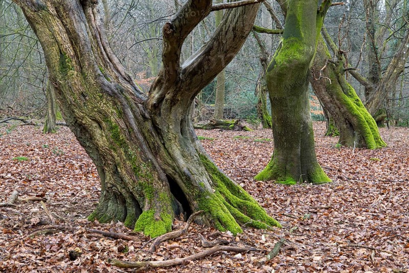 Old trees with dead wood in the Hudewald Urwald tree trail in the Ahlhorner Fischteiche nature reserve, Oldenburger Münsterland, Emstek, Lower Saxony, Germany