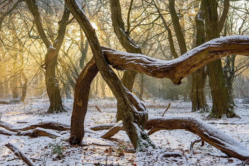 Winter in the jungle tree trail with ancient trees in the Ahlhorner Fischteiche nature reserve, Emstek, Lower Saxony, Germany