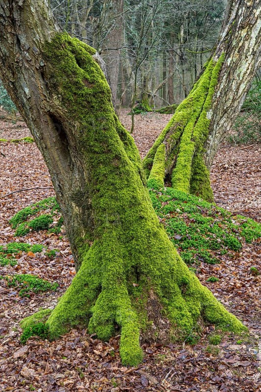 Old trees with dead wood in the Hudewald Urwald tree trail in the Ahlhorner Fischteiche nature reserve, Oldenburger Münsterland, Emstek, Lower Saxony, Germany