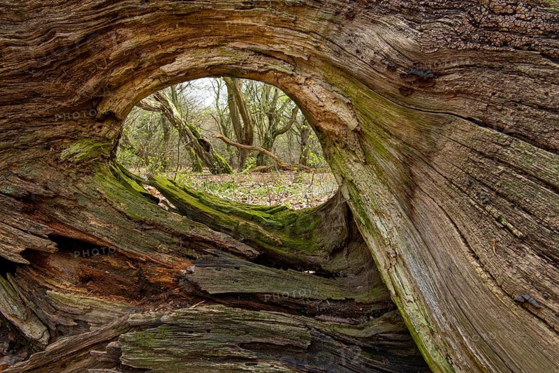 Tree in Hudewald and nature reserve Urwald tree trail in spring, dead wood, Emstek, Lower Saxony, Germany