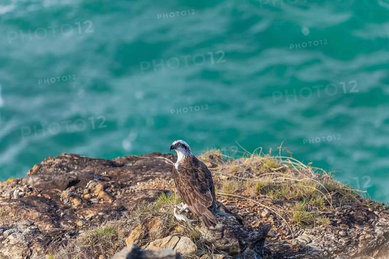 Daytime capture of an osprey holding a fish on rocks at Cape Byron, New South Wales, Australia