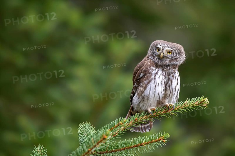 Pygmy Owl (Glaucicium passerinum), sitting on a spruce tree, Pillberg, Pill, Tyrol, Austria