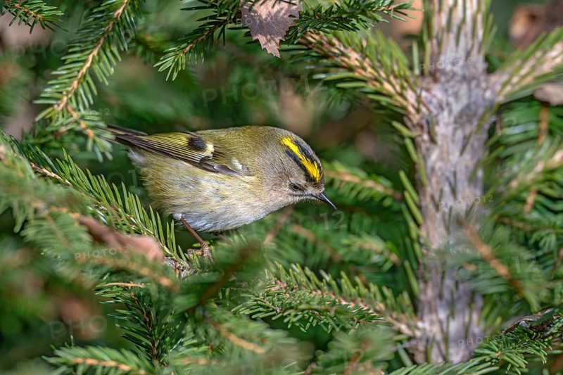 Goldcrest (Regulus regulus), Pillberg, Pill, Tyrol, Austria