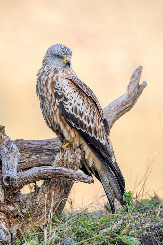Red kite (Milvus milvus), sitting on dead wood, Münster, Tyrol, Austria
