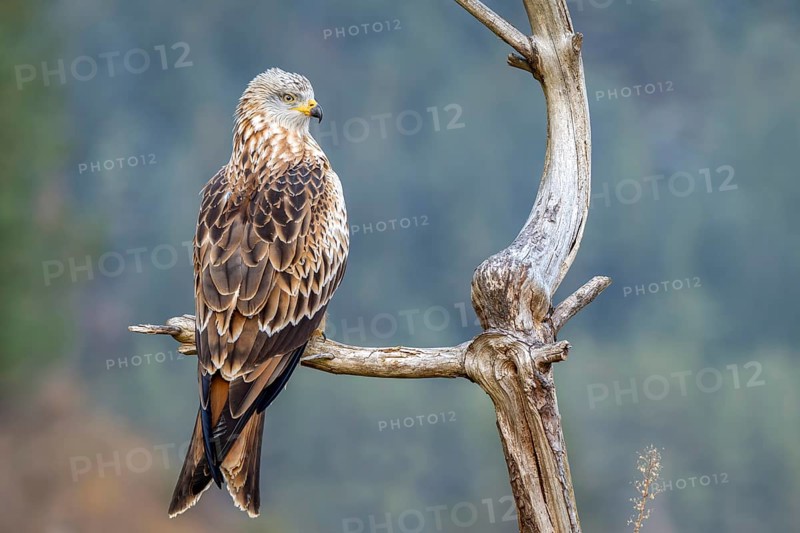 Red kite (Milvus milvus), sitting on a branch, Münster, Tyrol, Austria