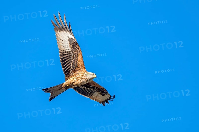 Red kite (Milvus milvus), in flight, Münster, Tyrol, Austria