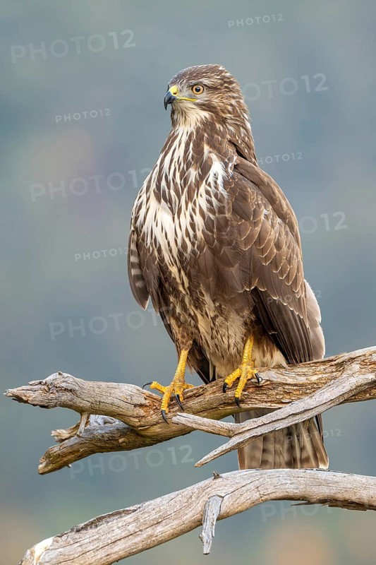 Common buzzard (Buteo buteo) sitting on a branch, Terfens, Tyrol, Austria