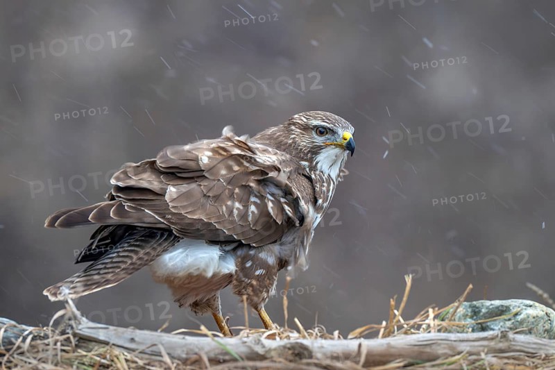 Common buzzard (Buteo buteo) sitting on the ground during snowfall, Terfens, Tyrol, Austria