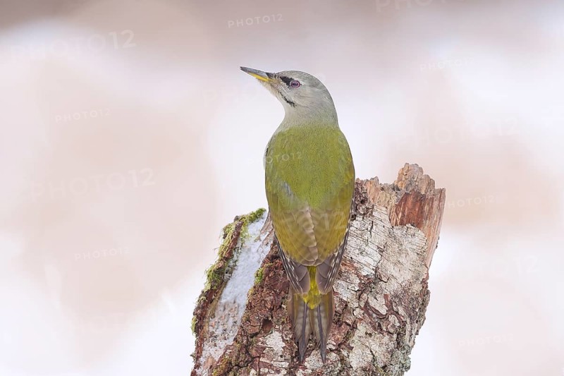 Grey-headed woodpecker (Picus canus), or great spotted woodpecker, female at a birch tree, wildlife, woodpeckers, bird, nature photography, winter, Neunkirchen, Siegerland, North Rhine-Westphalia, Germany