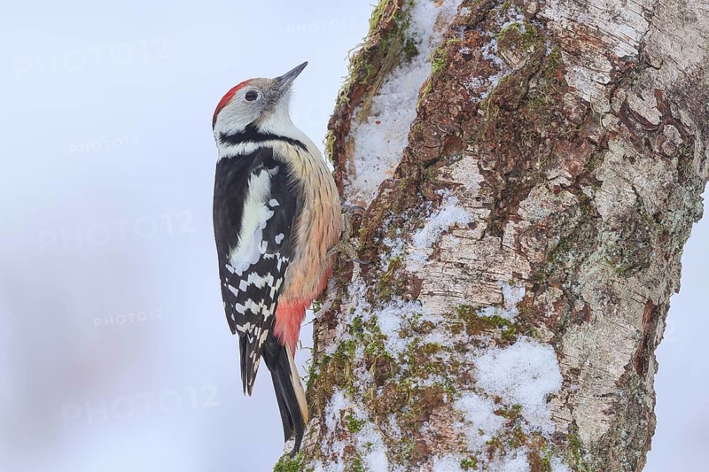 Middle spotted woodpecker (Dendrocopos medius) on an old birch tree overgrown with moss, Wildlife, Woodpeckers, Nature photography, Winter, Neunkirchen, Siegerland, North Rhine-Westphalia, Germany