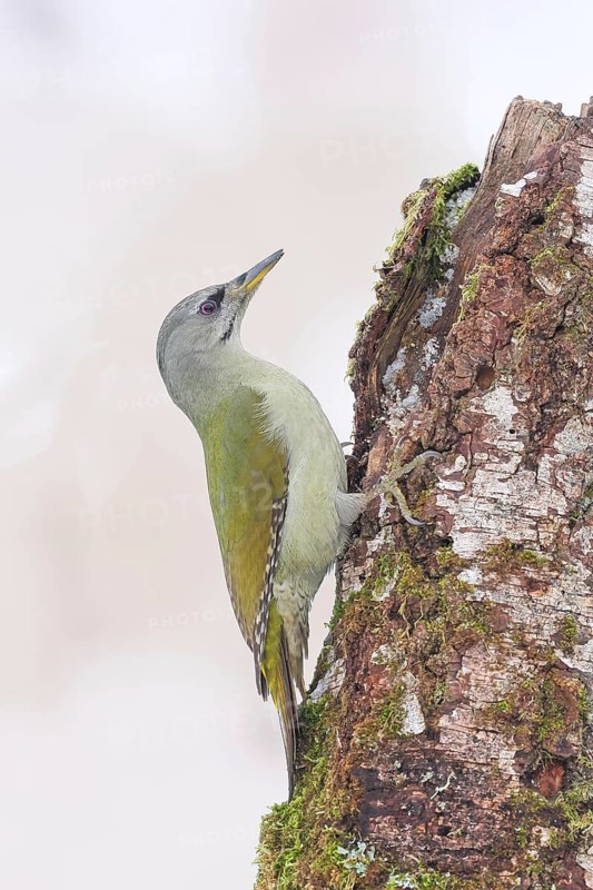 Grey-headed woodpecker (Picus canus), or great spotted woodpecker, female on a birch overgrown with moss, wildlife, woodpeckers, bird, nature photography, winter, Neunkirchen, Siegerland, North Rhine-Westphalia, Germany