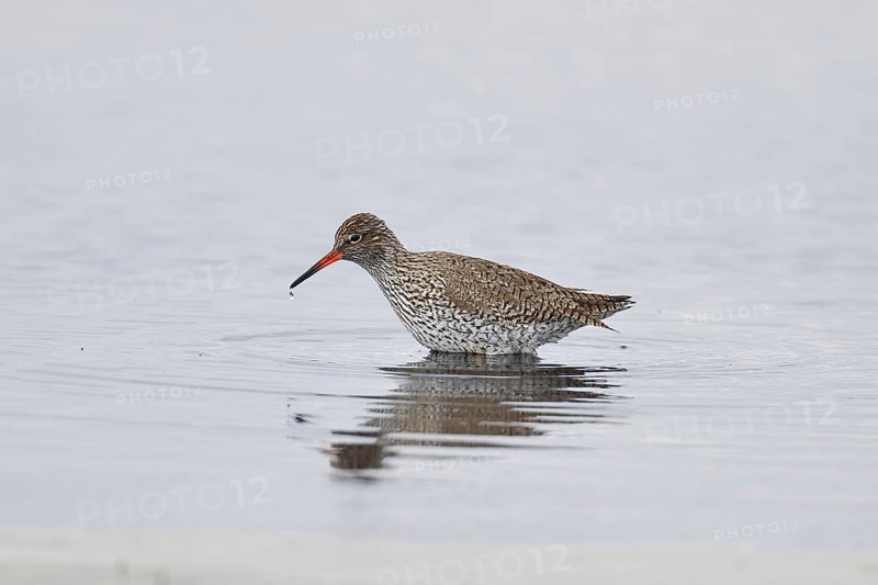Redshank (Tringa totanus) standing on a flooded meadow in the morning mist, snipe bird, spring, wildlife, Hüde, Ochsenmoor, Dümmer See, Hüde, Lower Saxony, Germany