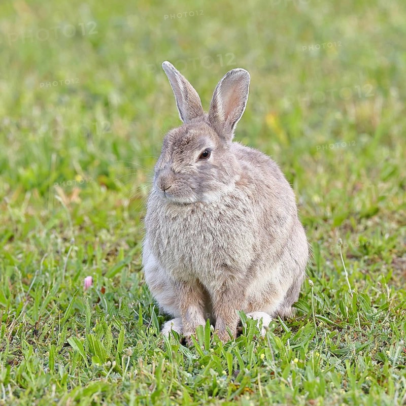 Wild rabbit (Oryctolagus cuniculus), sitting in a meadow, adult, alert, wildlife, animals, rodent, Podersdorf, Lake Neusiedl-Seewinkel National Park, Burgenland, Austria