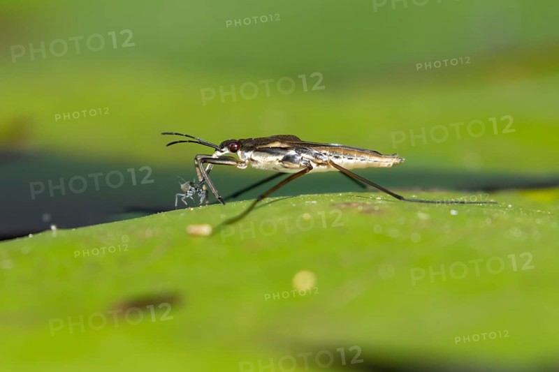 Common pond skater (Gerris lacustris) adult insect feeding on an aphid on a water lily pad or leaf on the water surface of a garden pond, England, United Kingdom