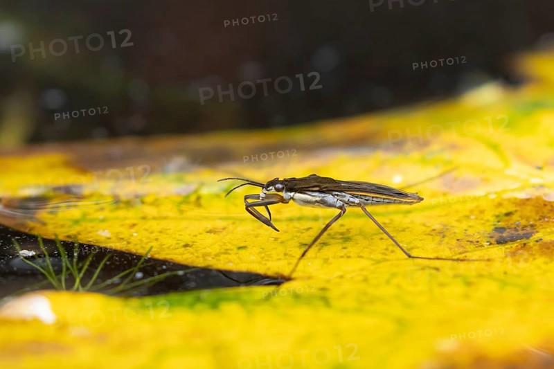 Common pond skater (Gerris lacustris) adult insect on a fallen autumn tree leaf on the water surface of a garden pond, England, United Kingdom