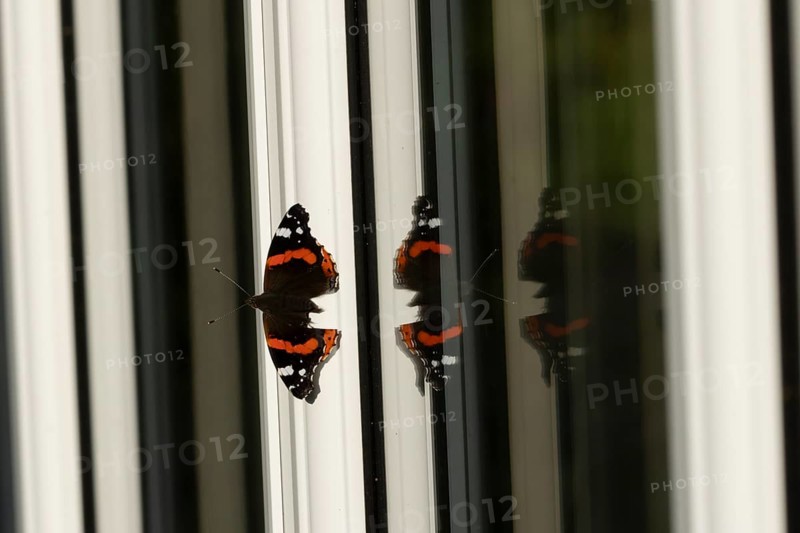 Red admiral butterfly (Vanessa atalanta) adult insect on a house conservatory window frame in summer, England, United Kingdom