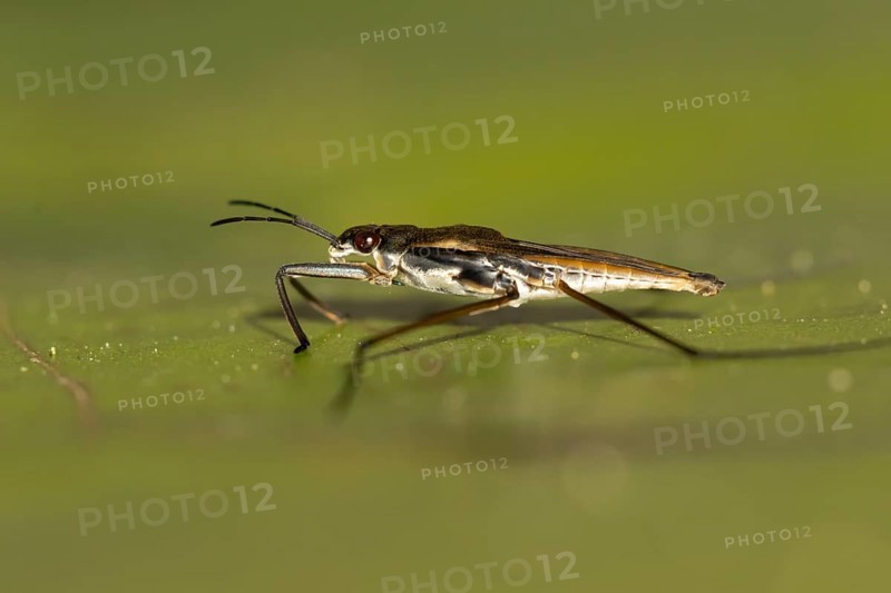 Common pond skater (Gerris lacustris) adult insect on a water lily pad or leaf on the water surface of a garden pond, England, United Kingdom