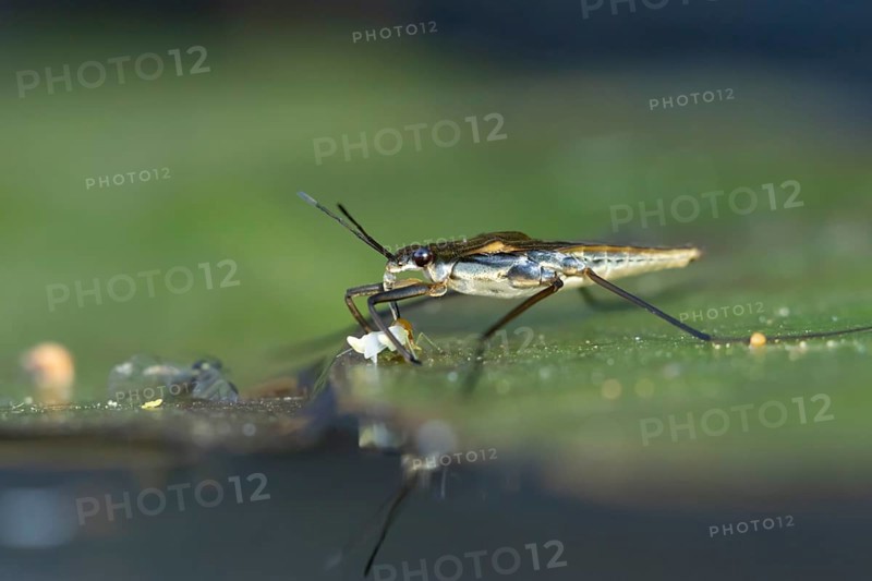 Common pond skater (Gerris lacustris) adult insect feeding on a Whitefly on a water lily pad or leaf on the water surface of a garden pond, England, United Kingdom