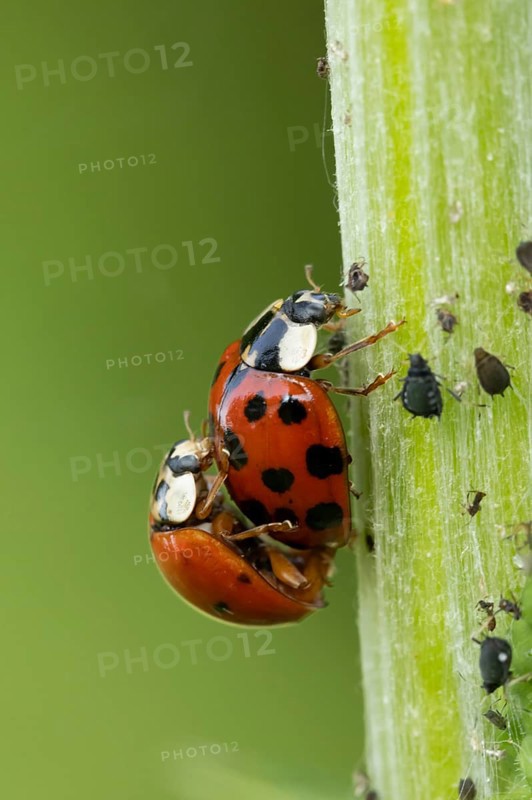 Harlequin ladybird or ladybug (Harmonia axyridis) two adult insects mating on a garden plant stem in summer, England, United Kingdom