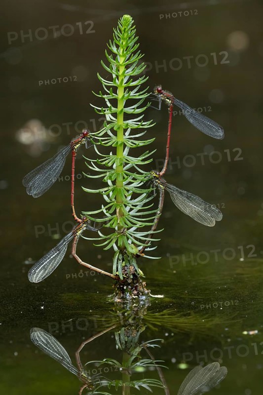 Large red damselfly (Pyrrhosoma nymphula) two pairs of adult insects mating on pond weed in summer, England, United Kingdom