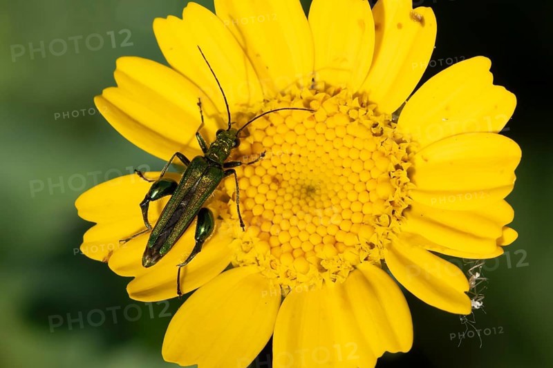 Thick-legged flower beetle (Oedemera nobilis) adult insect on a Corn marigold flower in summer, England, United Kingdom