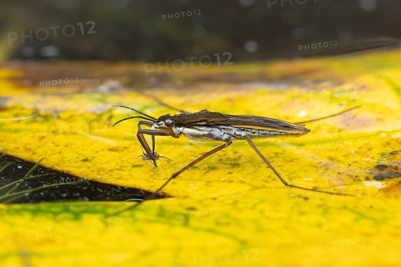 Common pond skater (Gerris lacustris) adult insect feeding on an aphid on a fallen autumn leaf on the water surface of a garden pond, England, United Kingdom