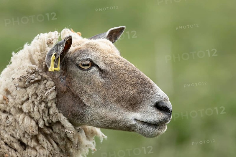 Domestic sheep (Ovis aries) adult female ewe farm animal head portrait, England, United Kingdom