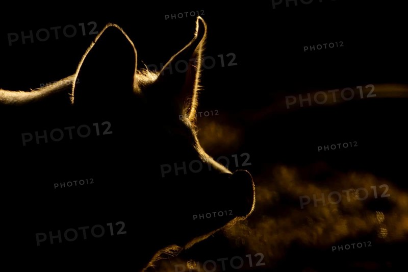 Domestic pig (Sus domesticus) adult farm animal head portrait backlit, England, United Kingdom