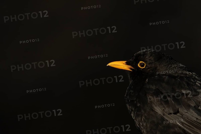 Eurasian blackbird (Turdus merula) adult male garden bird head portrait, England, United Kingdom
