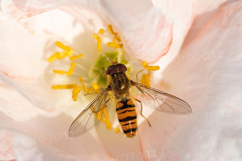 Common hoverfly (Eupeodes corollae) adult insect feeding on a garden poppy flower in summer, England, United Kingdom