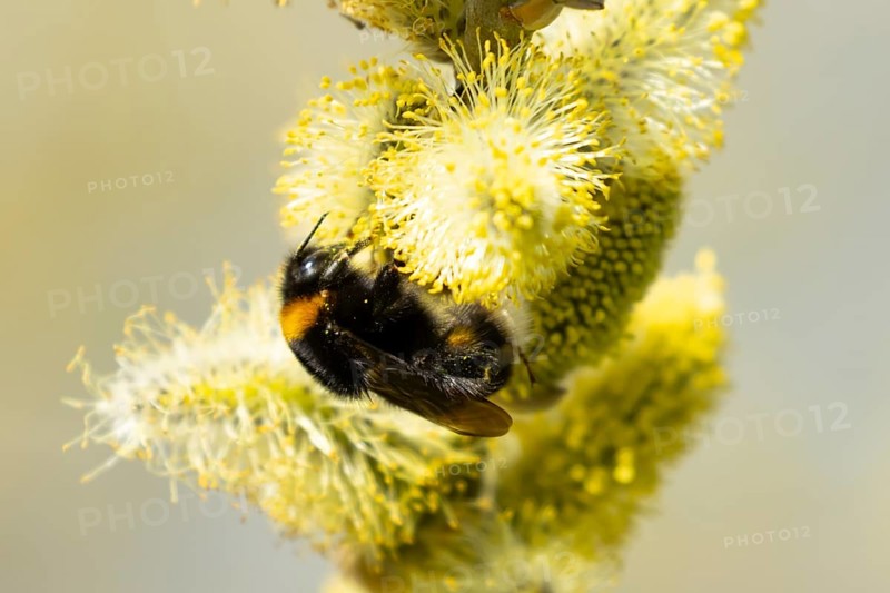 Buff tailed bumblebee (Bombus terrestris) adult bee insect feeding on Goat or Pussy willow (Salix caprea) yellow flowers in spring, England, United Kingdom