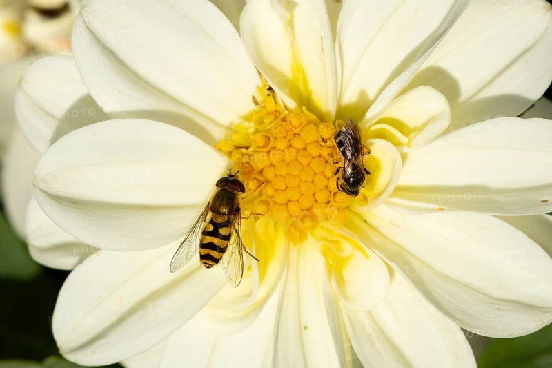 Common hoverfly (Eupeodes corollae) adult insect feeding on a garden Dahlia flower in summer, England, United Kingdom