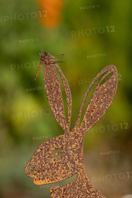 Common darter dragonfly (Sympetrum striolatum) adult insect on a metal hare garden sculpture in summer, England, United Kingdom
