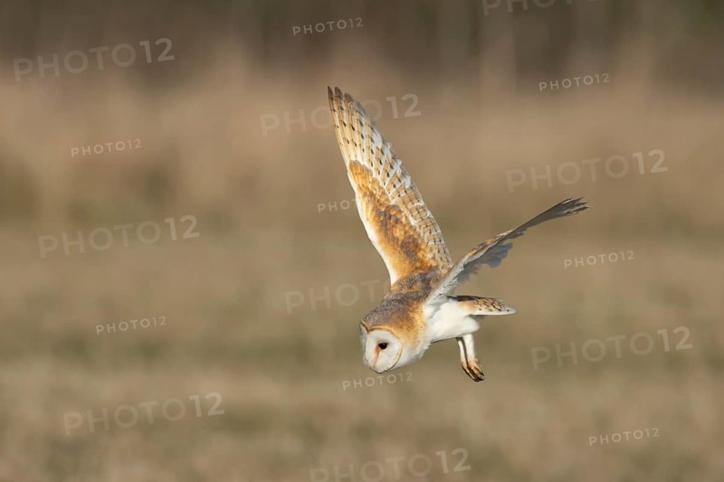 Barn owl (Tyto alba) adult bird of prey hunting in flight over grassland, England, United Kingdom